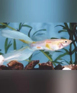 Blue Lyretail Guppy (Pair)
