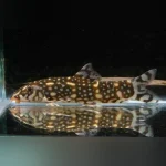 Kubotai Loach
