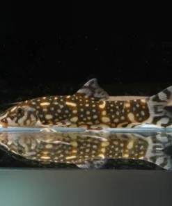 Kubotai Loach