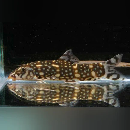 Kubotai Loach