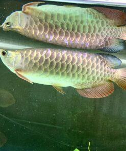 Hight Back Golden Arowana