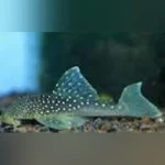 L-128 Blue Phantom Pleco