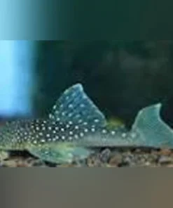 L-128 Blue Phantom Pleco