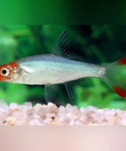 Rummynose Rasbora