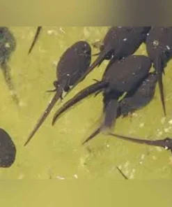 Bullfrog Tadpole