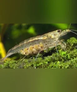 Japonica Shrimp (Lot of 6)