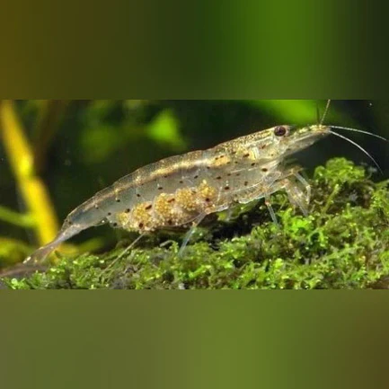 Japonica Shrimp (Lot of 6)