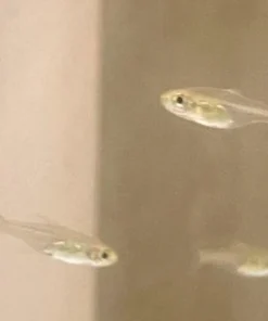 Glowlight Pygmy Barb
