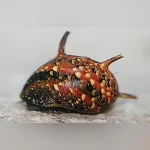 Thorny Tricolor Snail