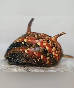 Thorny Tricolor Snail