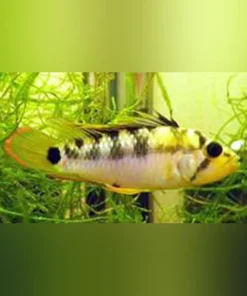 Apistogramma Baenschi Dwarf Cichlid