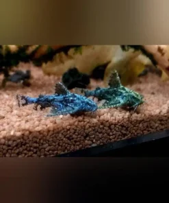 Stone Catfish