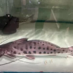 Mota Catfish