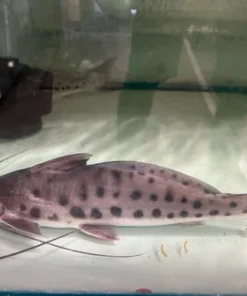 Mota Catfish