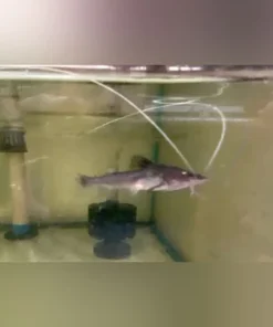 Dorado Catfish