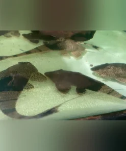Chameleon Whiptail Catfish