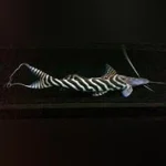 Tigrinis Catfish