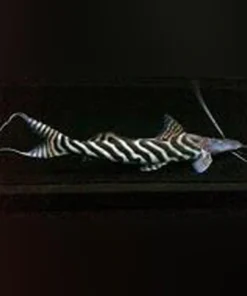 Tigrinis Catfish