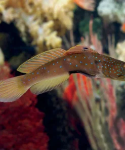Blue Spot Watchman Goby