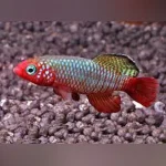 Nothobranchius rubripinnus Killifish (Pair)