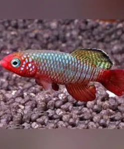 Nothobranchius rubripinnus Killifish (Pair)