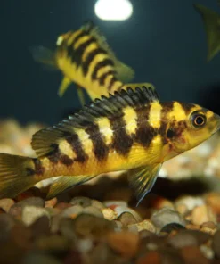 Bumblebee Cichlid