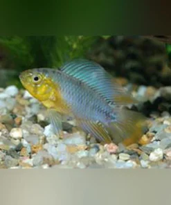 Apistogramma Borellii Dwarf Cichlid