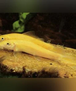 Gold Algae Eater