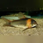 Cory False Eques