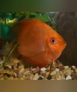 Super Red Discus