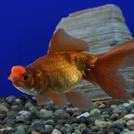 Chocolate Pom Pom Goldfish