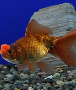 Chocolate Pom Pom Goldfish