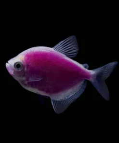 Galactic Purple GloFish Tetra