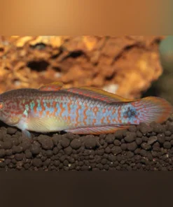 Peacock Goby