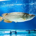 Jardini Arowana Fish