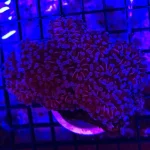 Cristata Euphyllia Coral