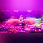 Pink Kissing Gourami
