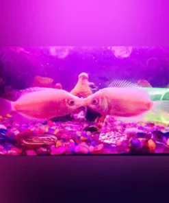 Pink Kissing Gourami
