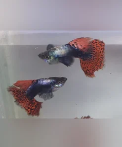 Dumbo Ear Guppy - Male