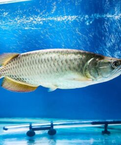 Jardini Arowana Fish