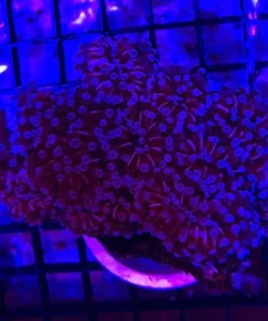 Cristata Euphyllia Coral