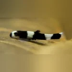 Panda Loach