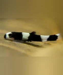 Panda Loach
