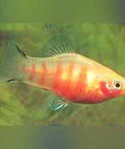 Bleeding Heart Platy