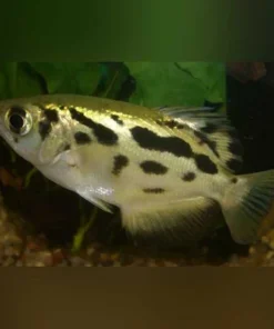 Burmese Archer Fish