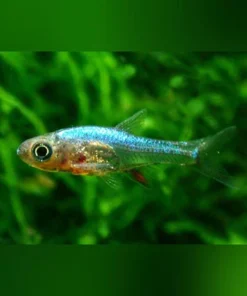 Blue Axelrodi Rasbora