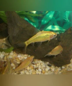 Gold Barb