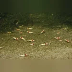 Crystal Red Shrimp Grade S