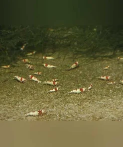 Crystal Red Shrimp Grade S