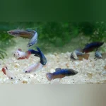 Halfmoon Betta Female